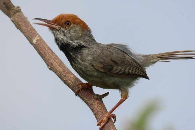 Phnom Penh Birding Experience and Brunch - Key highlights worth knowing