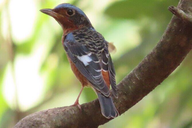 Phnom Penh & Kirirom National Park Birds Tour - Key highlights worth knowing before you go
