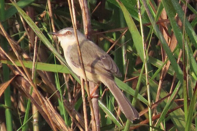 Phnom Penh & Kirirom National Park Birds Tour - Phnom Penh to the countryside: why this bird tour feels different