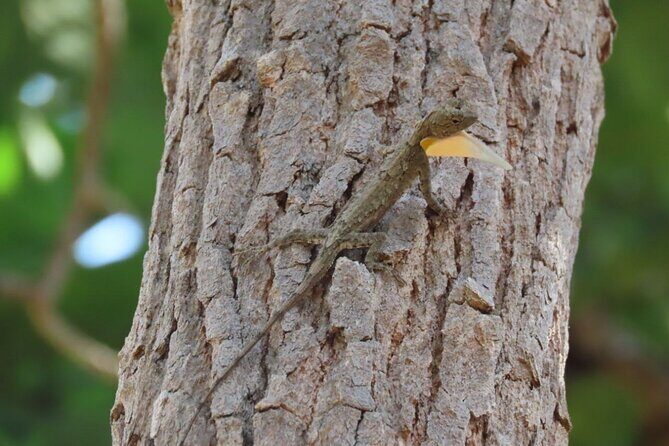 Phnom Penh & Kirirom National Park Birds Tour - Price and what you actually get for $350